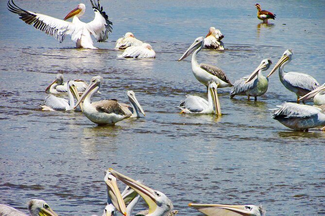 Lake Nakuru Day Trip Safari – & Optional Lake Naivasha Boat - Four hours around Lake Nakuru