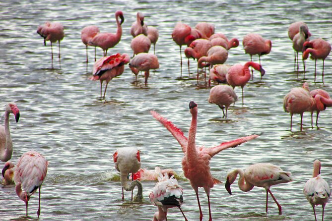 Lake Nakuru Day Trip Safari – & Optional Lake Naivasha Boat - Makalia Waterfall, a welcome chance to leave the vehicle