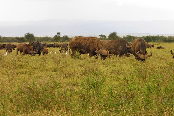 Lake Nakuru Day Trip Safari – & Optional Lake Naivasha Boat - Baboon Cliff and the view over the lake