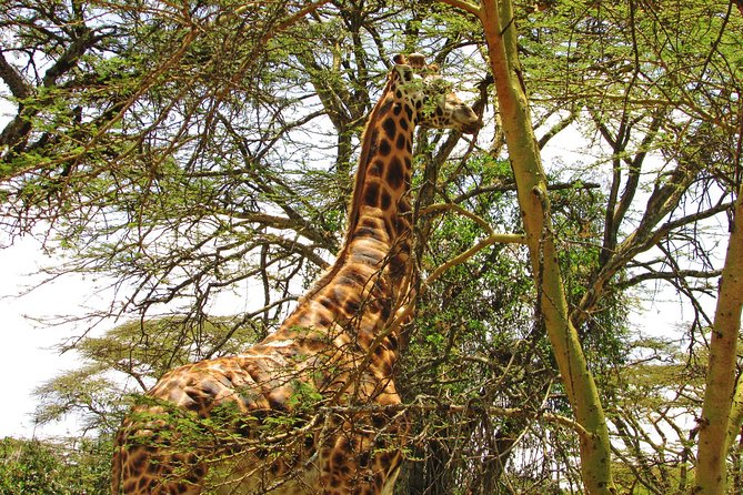 Lake Nakuru Day Trip Safari – & Optional Lake Naivasha Boat - Lake Naivasha and the optional boat safari