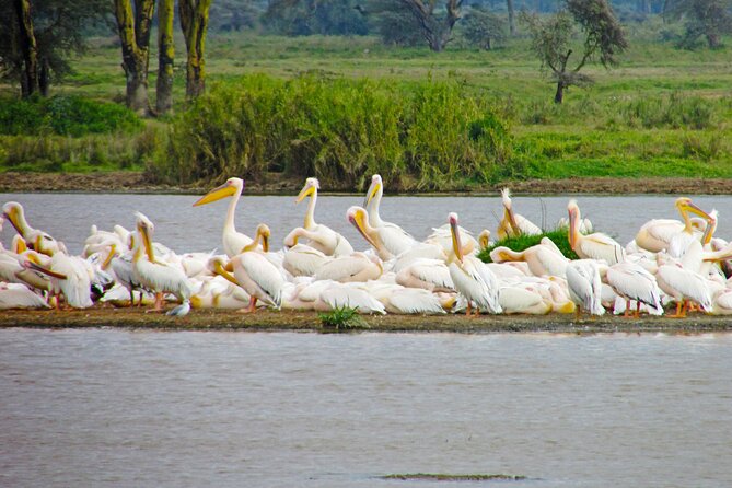 Lake Nakuru Day Trip Safari – & Optional Lake Naivasha Boat - Walking among animals at Crescent Island