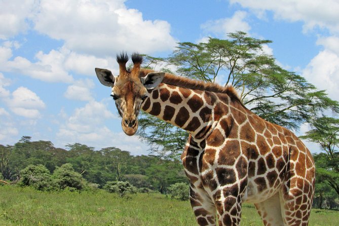 Lake Nakuru Day Trip Safari – & Optional Lake Naivasha Boat - What the $180 price really covers