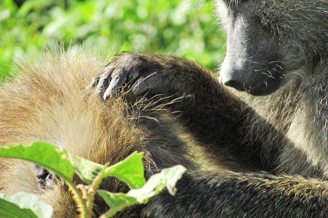 Lake Nakuru Day Trip Safari – & Optional Lake Naivasha Boat - The 5:00 a.m. departure and the road into the Rift Valley