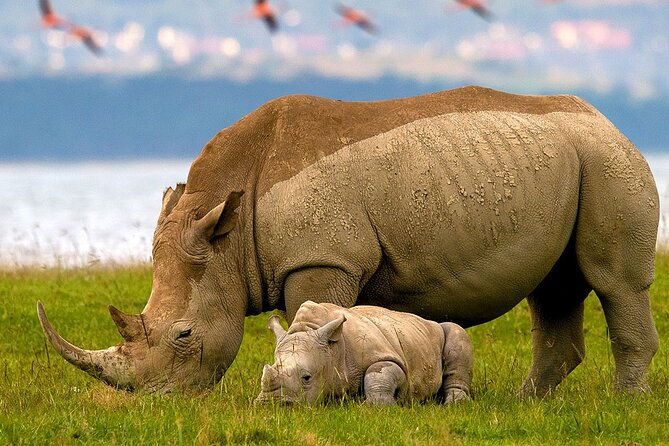 Lake Nakuru National Park & Boat Ride at Lake Naivasha Day Tour From Nairobi - Three hours among rhinos, lions, and lake birds