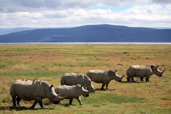 Lake Nakuru National Park & Boat Ride at Lake Naivasha Day Tour From Nairobi - Lake Naivasha by boat: hippos, eagles, and waterbirds