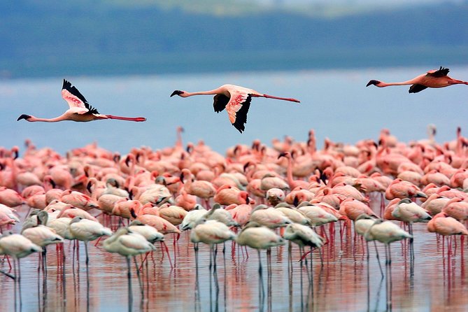 Lake Nakuru National Park & Boat Ride at Lake Naivasha Day Tour From Nairobi - Who will enjoy this full day most