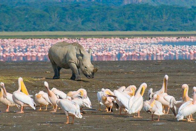 Lake Nakuru National Park: Day Trip from Nairobi - Why Lake Nakuru Makes a Good Nairobi Day Trip