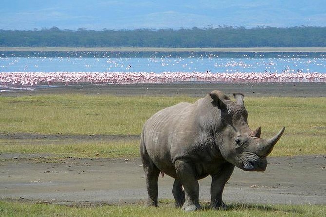 Lake Nakuru National Park: Day Trip from Nairobi - Looking for Flamingos and Water Birds