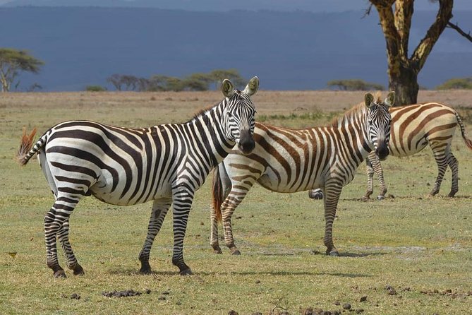 Lake Nakuru National Park: Day Trip from Nairobi - What to Confirm Before Booking