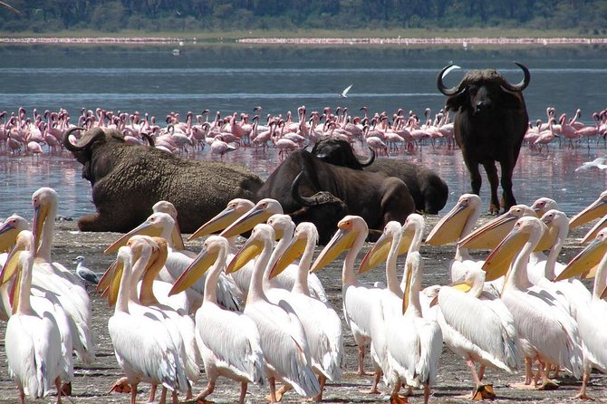 Lake Nakuru National Park: Day Trip from Nairobi - The Journey and the Vehicle Question