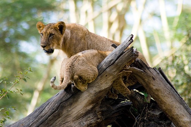 Lake Nakuru National Park daytrip - What the private setup changes