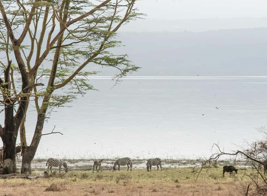 Lake Nakuru National Park: Daytrip in a 4X4 Private Jeep - Key points before you book