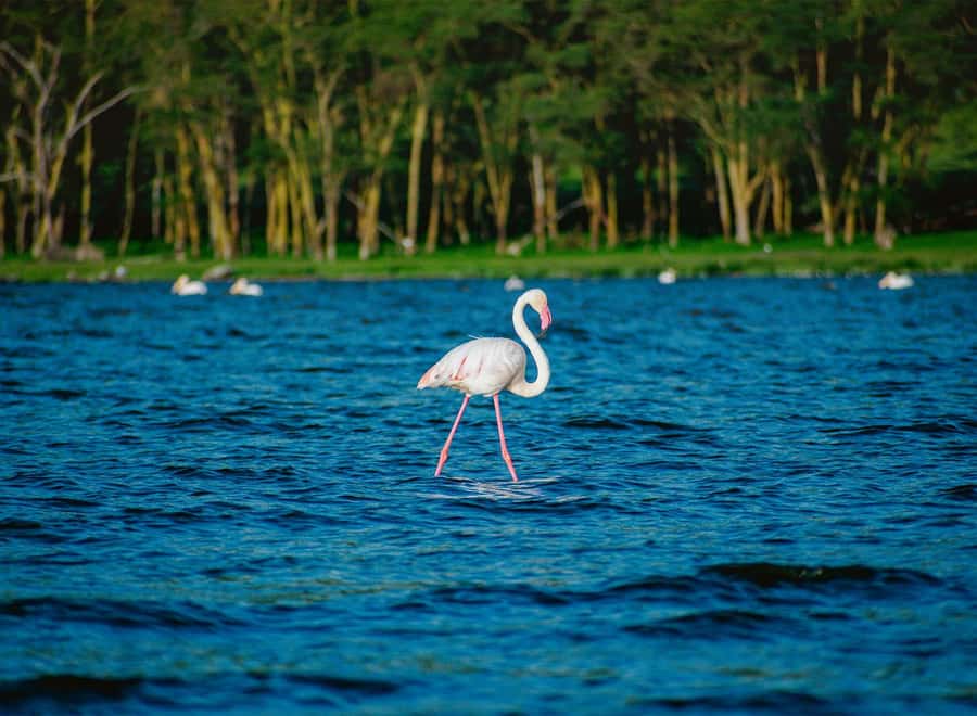 Lake Nakuru National Park: Daytrip in a 4X4 Private Jeep - Why Lake Nakuru works as a one-day safari