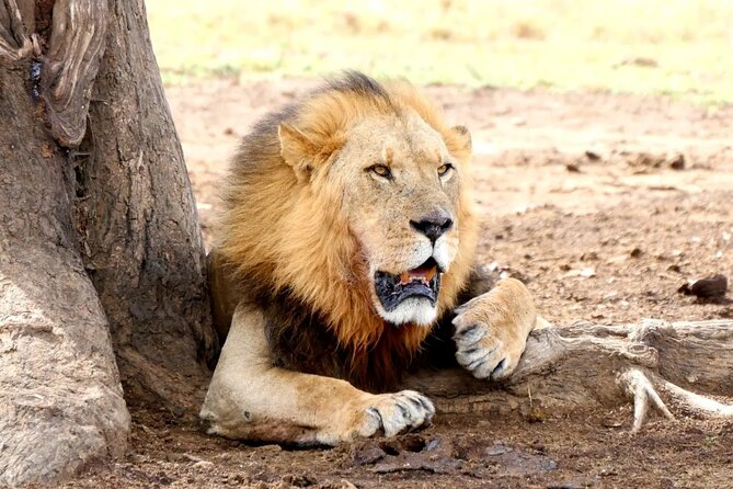 Lake Nakuru NP Half-Day Safari - Key points to know before booking