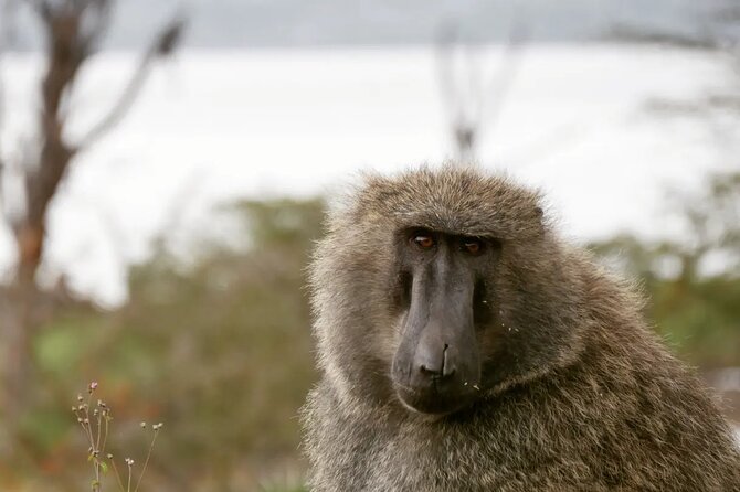 Lake Nakuru NP Half-Day Safari - Why Lake Nakuru works well for a half-day safari