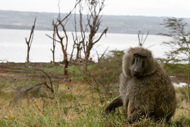 Lake Nakuru NP Half-Day Safari - Makalia Falls, a 10-meter drop at the southern end