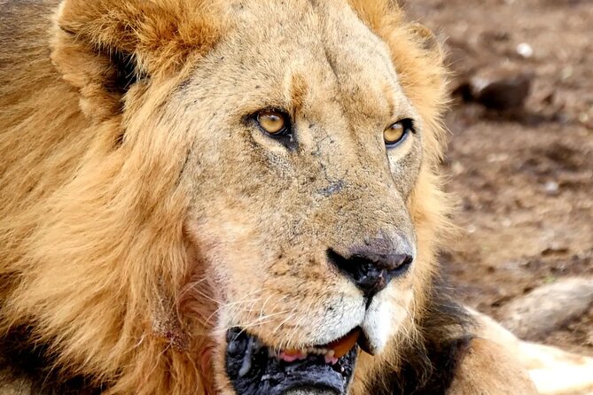Lake Nakuru NP Half-Day Safari - The Rhino Sanctuary, 45 minutes with Kenya’s rare rhinos