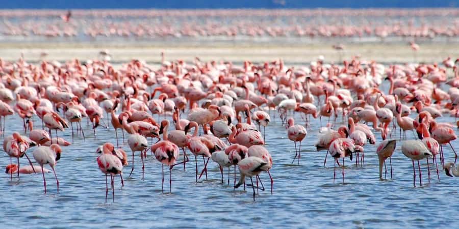 Lakes Nakuru& Naivasha National Park Wildlife Highlights - Key points at a glance