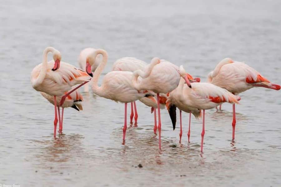 Lakes Nakuru& Naivasha National Park Wildlife Highlights - Lunch and the schedule inside the park
