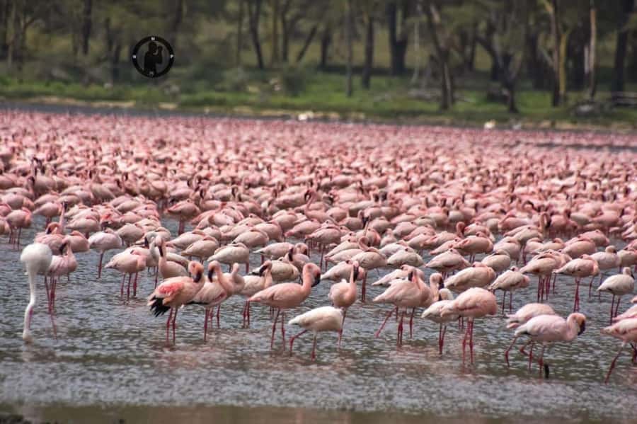 Lakes Nakuru& Naivasha National Park Wildlife Highlights - The afternoon boat ride on Lake Naivasha