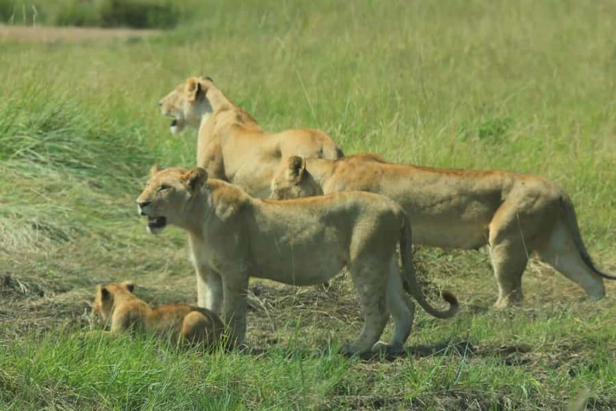 Lakes Nakuru& Naivasha National Park Wildlife Highlights - The experience depends heavily on the guide
