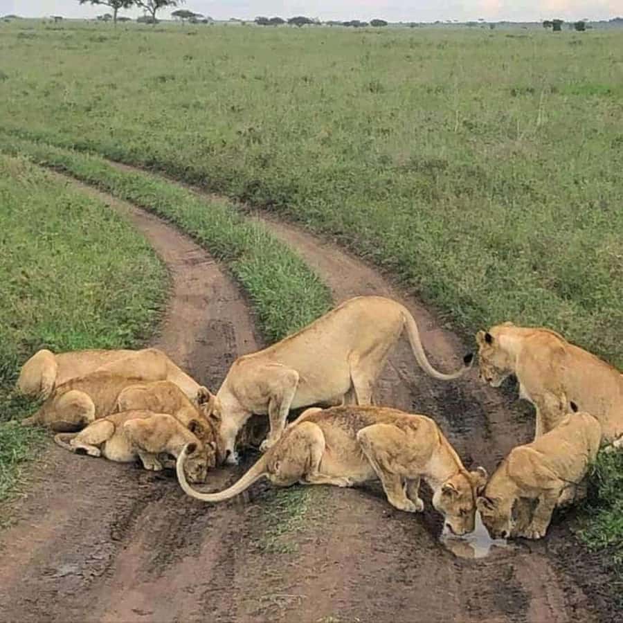 Lakes Nakuru& Naivasha National Park Wildlife Highlights - Who should book this trip?