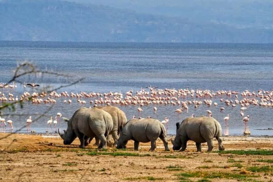 Lakes Nakuru& Naivasha National Park Wildlife Highlights - The 6:00 AM pickup and Rift Valley drive