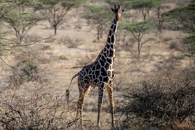 Maasai Mara 3 Day Guided Tour - From Nairobi to the Great Rift Valley