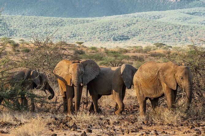 Maasai Mara 3 Day Guided Tour - Optional Maasai culture and nature activities
