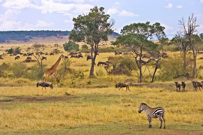 Maasai Mara 3 Day Guided Tour - What the $768 price really covers