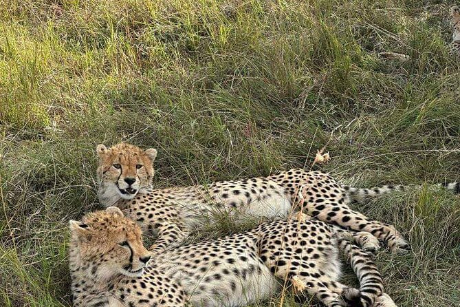 Maasai Mara Day Trip - Why this Nairobi to Maasai Mara trip works