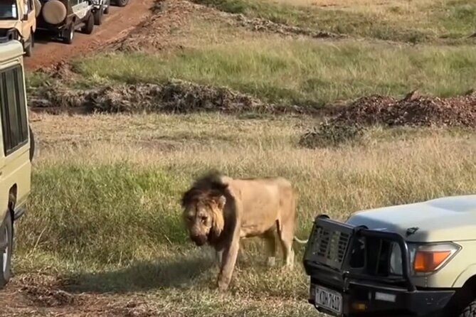 Maasai Mara Day Trip From Nairobi - What the guides add to the safari