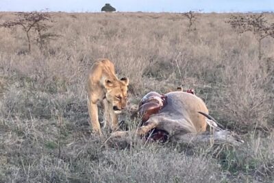 Maasai Mara Day Trip From Nairobi