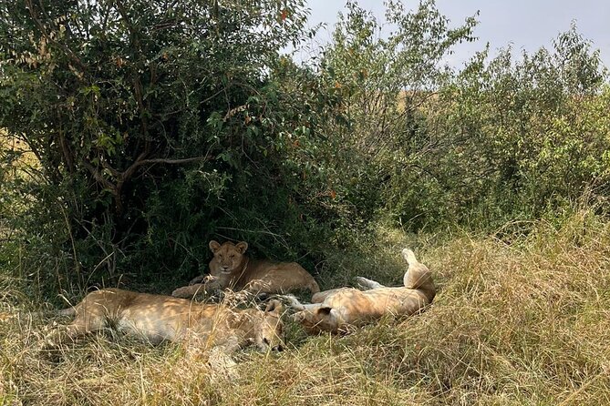 Maasai Mara Day Trip From Nairobi - Who should book this experience?