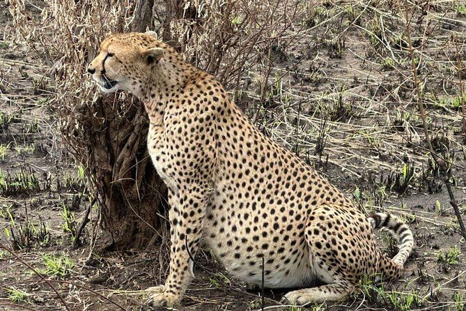 Maasai Mara Day Trip - Leaving Nairobi at 4am
