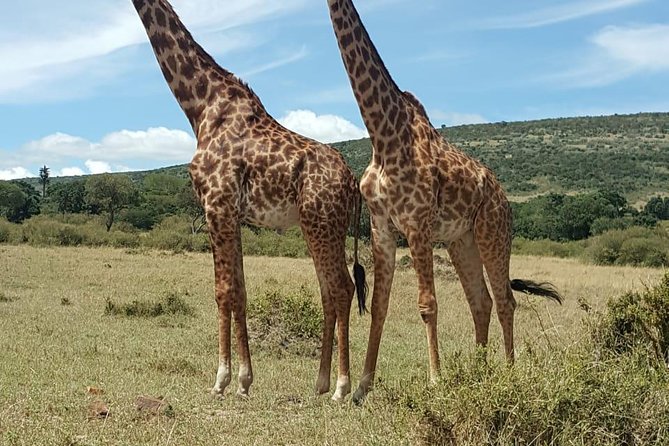 Maasai Mara Game Reserve - Leaving Nairobi at 7:00 a.m.