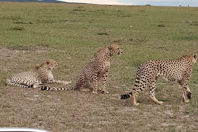 Maasai Mara Game Reserve - Wildlife expectations in Maasai Mara