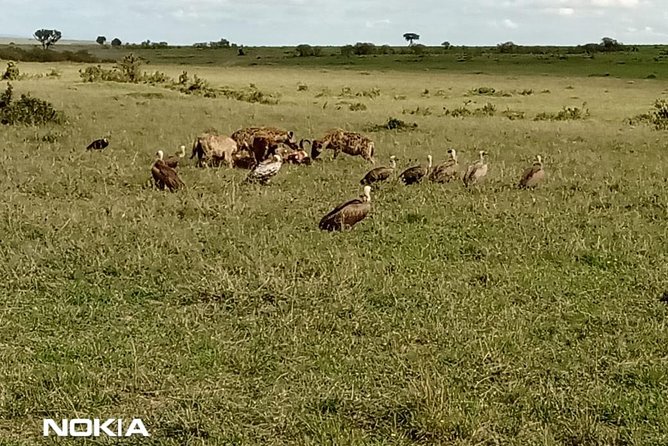 Maasai Mara Game Reserve - Day 3: an optional early start
