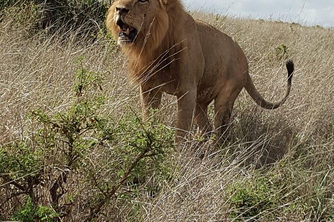 Maasai Mara Game Reserve - Who will enjoy this safari most