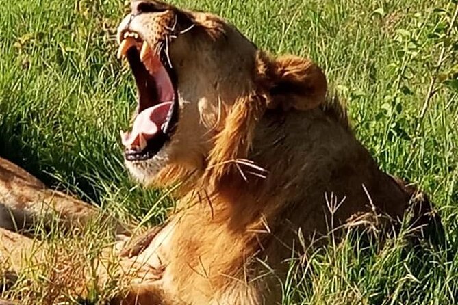 Maasai Mara National Reserve 3-day safari - The return to Nairobi and the unclear day count