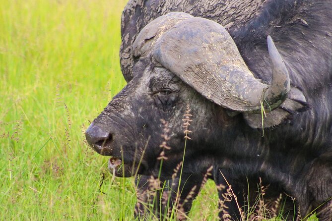 Maasai Mara National Reserve 3-day safari - What the $800 price really covers