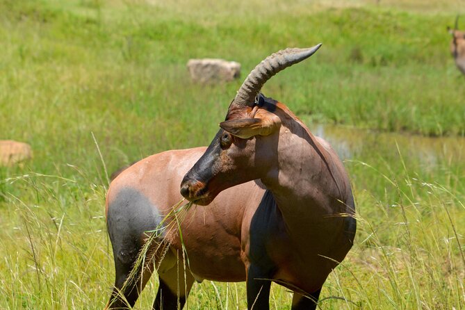 Maasai Mara National Reserve 3-day safari - Who will enjoy this safari most