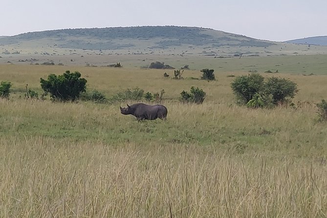 Maasai Mara Safari!! - Is $543.59 per person good value?