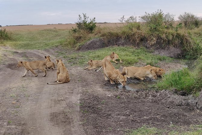 Maasai Mara Safari!! - The first game drive at 4:30 p.m.