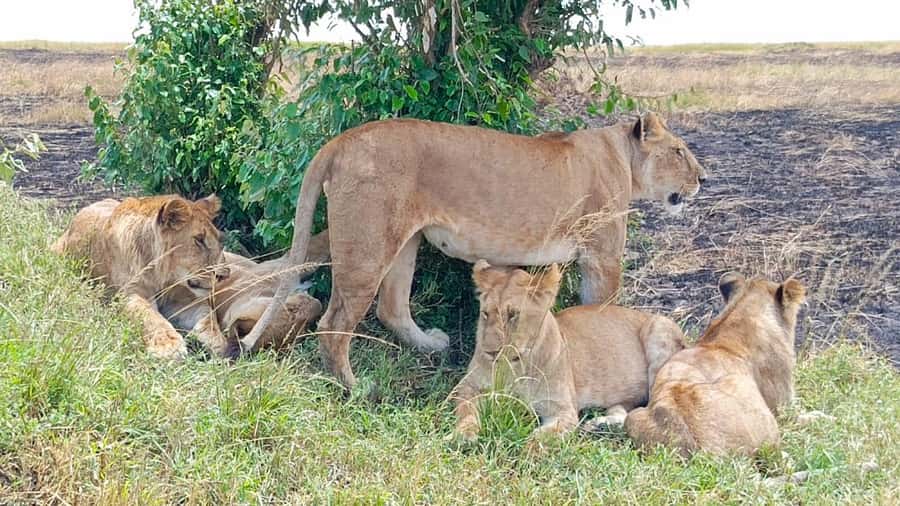Masai Mara: 3-Day Group Joining Safari by Land Cruiser - Arrival, lunch, and the first evening game drive