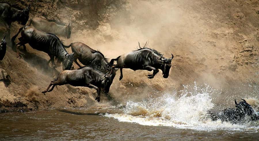Masai Mara: 3-Day Group Joining Safari by Land Cruiser - Booking details worth checking before you pay