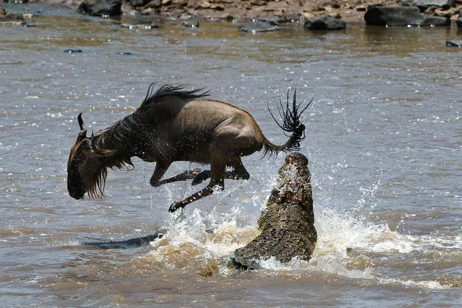 Masai Mara: 3-Day Group Joining Safari by Land Cruiser - Nairobi to the Mara, with a Rift Valley stop
