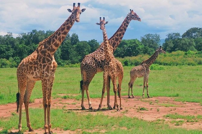 Masai Mara 3 Day Safari | Private 4WD Jeep Tour - Day 3: Returning through Kenya’s high country