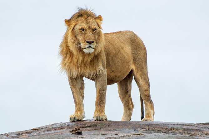 Masai Mara 3 Day Safari | Private 4WD Jeep Tour - Comfort, pace, and the private vehicle