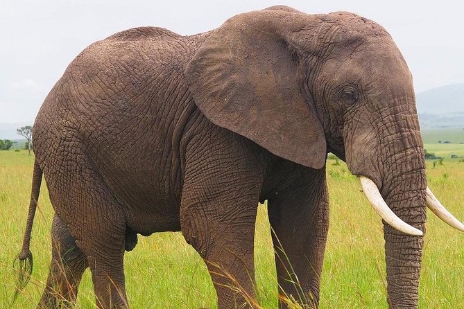 Masai Mara 3 Day Safari | Private 4WD Jeep Tour - Should you book the Maasai Mara 3 Day Safari?